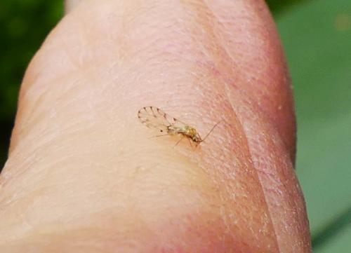 Ectopsocus petersi